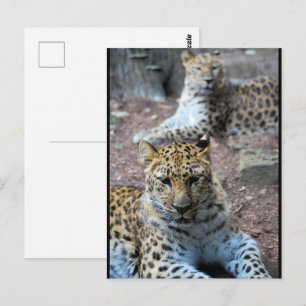 Carte Postale Léopards au repos