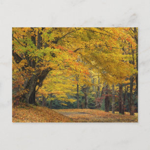 Carte Postale L'érable d'automne surplombant la voie de campagne