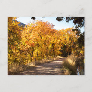 Carte Postale L'érable Dell en automne