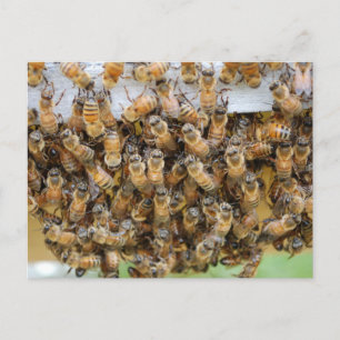 Carte Postale Les abeilles ! 