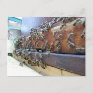 Carte Postale Les abeilles Se Retrouvent Dans Leur Ruche
