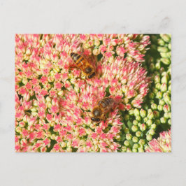Carte Postale Les abeilles sur Sedum Automne Joy.