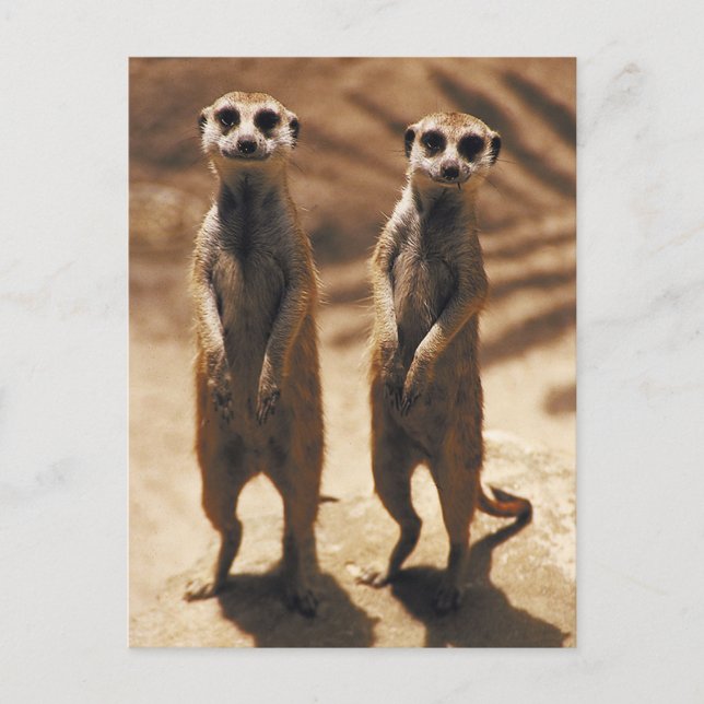 Carte Postale Les affiches Meerkat (Devant)