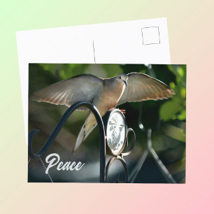 Carte Postale Les ailes de la colombe propagent la photo de paix