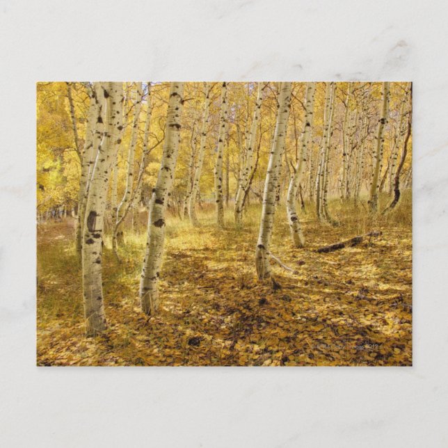 Carte Postale Les arbres d'Aspen à l'automne (Devant)