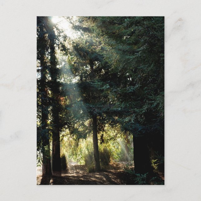 Carte Postale Les Arbres De Redwood Le Matin (Devant)