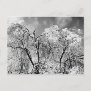Carte Postale les arbres l'hiver