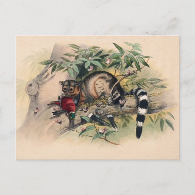 Carte Postale Les Bassaris par Joseph Wolf (Devant)