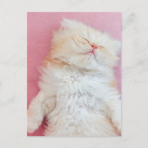 Carte Postale Les bébés animaux les plus mignons   Adorable chat