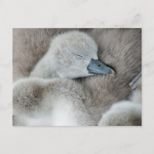Carte Postale Les bébés animaux les plus mignons   Bébé cygne tu