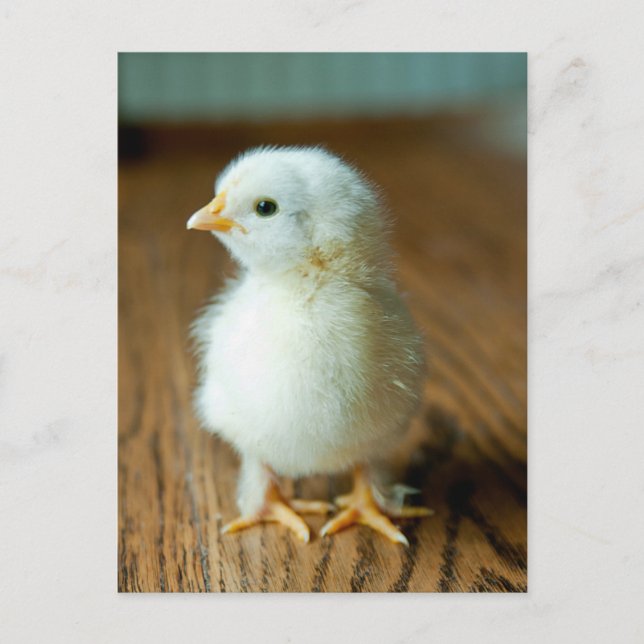 Carte Postale Les bébés animaux les plus mignons | Bébé poussin (Devant)