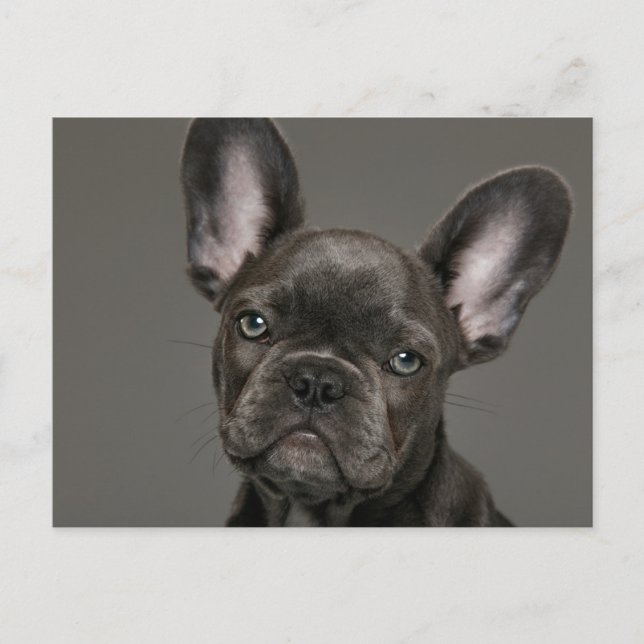Carte Postale Les bébés animaux les plus mignons | Bouledogue Fr (Devant)