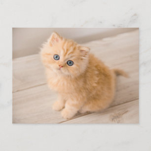 Carte Postale Les bébés animaux les plus mignons   Chat British 