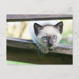 Carte Postale Les bébés animaux les plus mignons   Chat Siamois 