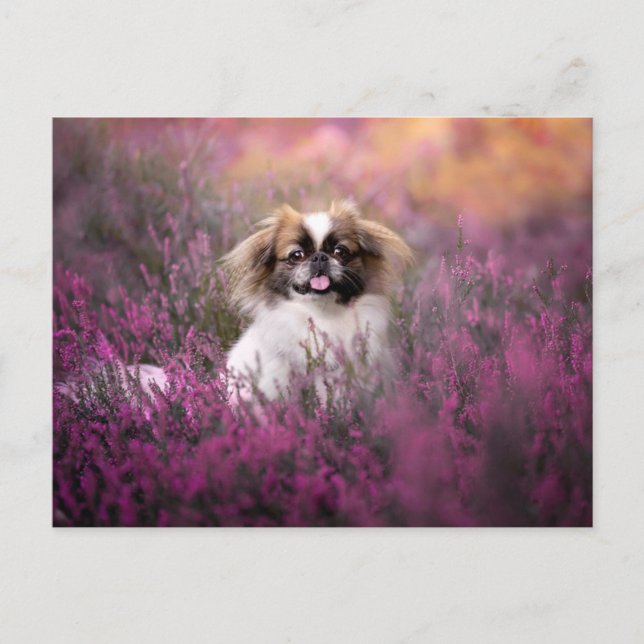 Carte Postale Les bébés animaux les plus mignons | Chiot Pékinoi (Devant)