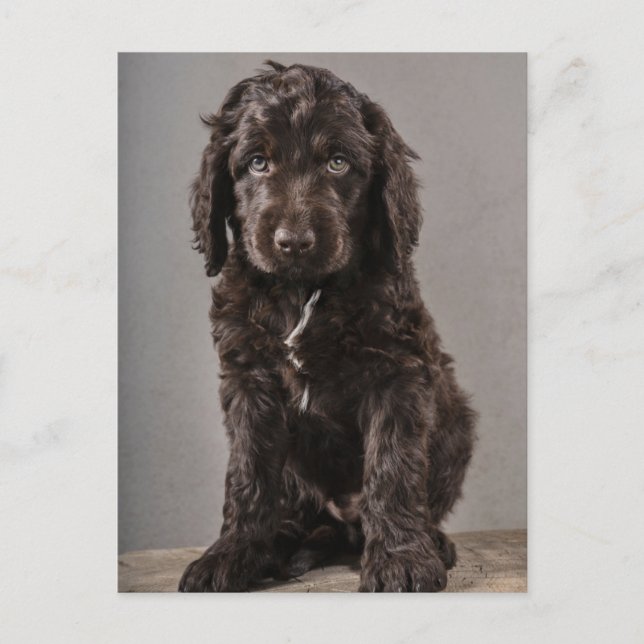 Carte Postale Les bébés animaux les plus mignons | Chiots Cockap (Devant)