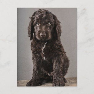 Carte Postale Les bébés animaux les plus mignons   Chiots Cockap