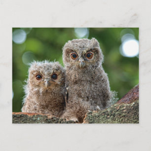 Carte Postale Les bébés animaux les plus mignons   Deux jeunes h
