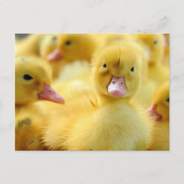 Carte Postale Les bébés animaux les plus mignons | Groupe de can (Devant)