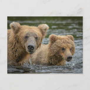 Carte Postale Les bébés animaux les plus mignons   Maman ours et