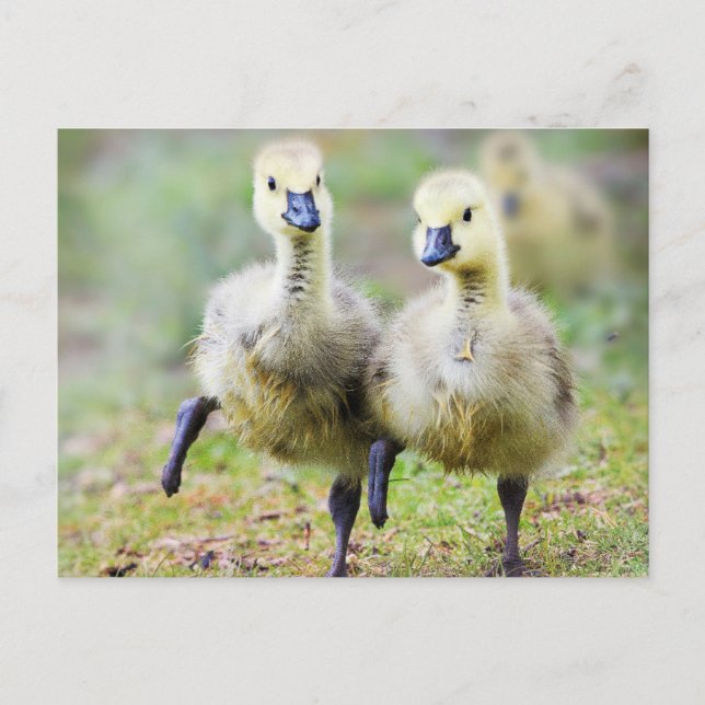 Carte Postale Les bébés animaux les plus mignons | Oisons de ber (Devant)