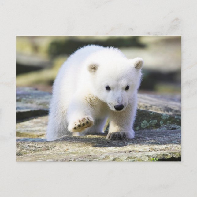 Carte Postale Les bébés animaux les plus mignons | Ourson polair (Devant)