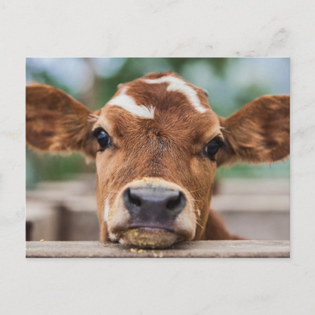 Carte Postale Les bébés animaux les plus mignons | Petit veau (Devant)