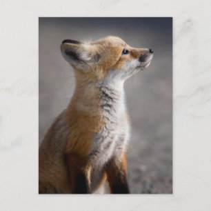 Carte Postale Les bébés animaux les plus mignons Portrait de b