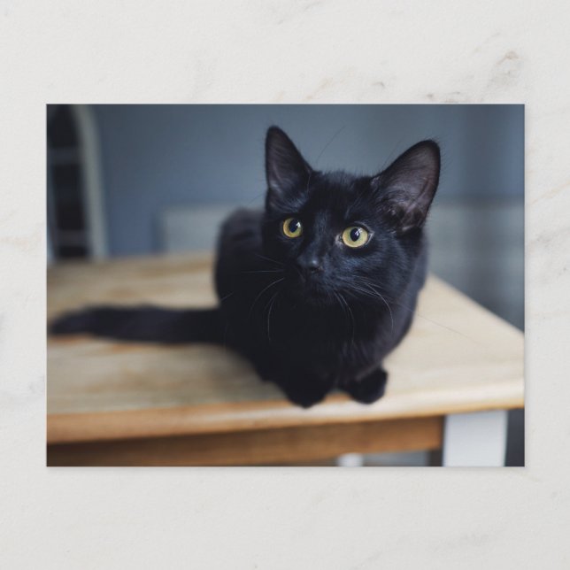 Carte Postale Les bébés animaux les plus mignons | Portrait d'un (Devant)