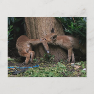 Carte Postale Les bébés animaux les plus mignons   Renardeaux en