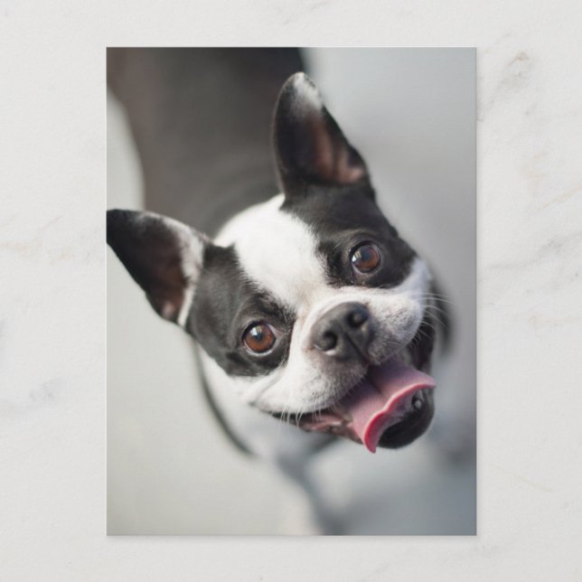 Carte Postale Les bébés animaux les plus mignons | Sourire de bo (Devant)