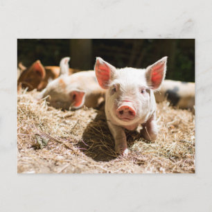 Carte Postale Les bébés animaux les plus mignons   Un adorable p