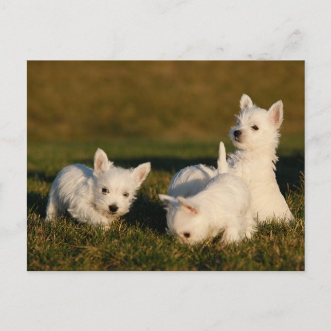 Carte Postale Les bébés animaux les plus mignons | West Highland (Devant)