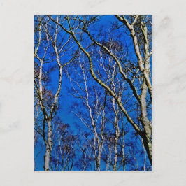 Carte Postale Les bouleaux argentés