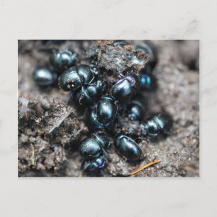 Carte Postale Les bousiers Anoplotrupes stercorosus