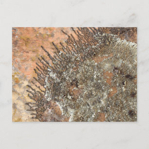 Carte Postale Les canyons Sun Talking, Nouveau-Mexique