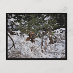 Carte Postale Les cerfs dans les bois