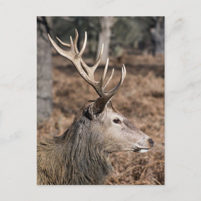 Carte Postale Les cerfs du roi du Richmond Park, Londres, Royaum (Devant)