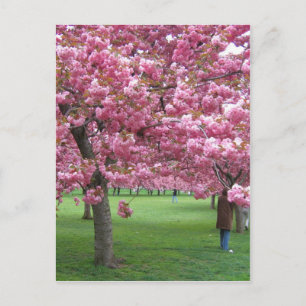Carte Postale Les cerisiers en fleurs