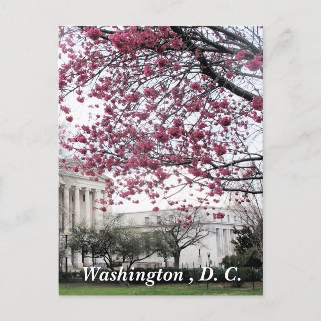 Carte Postale Les cerisiers fleurissent. Washington, D.C. (Devant)