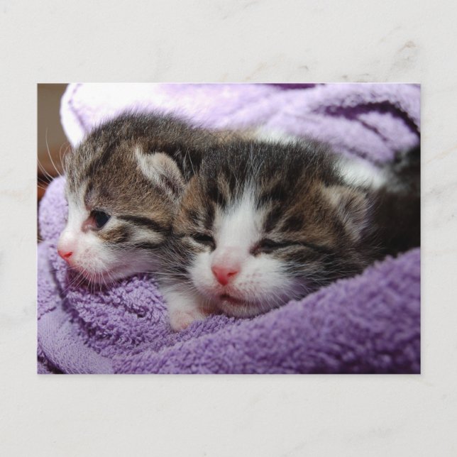Carte Postale Les chatons doux dormant restent chauds (Devant)