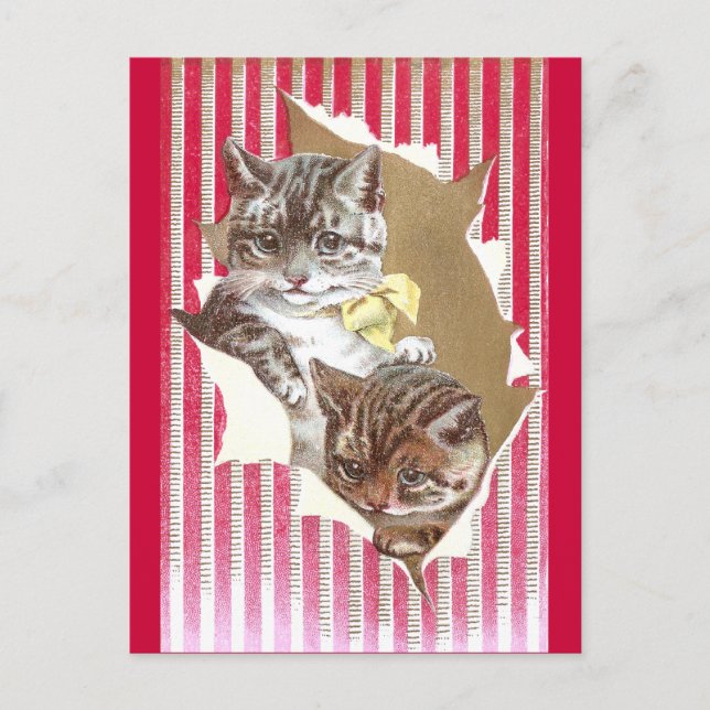 Carte Postale Les chats déchirent à travers le papier d'envelopp (Devant)