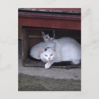 Carte Postale Les Chats Irlandais Se RetiennentPar Pluie En Irla