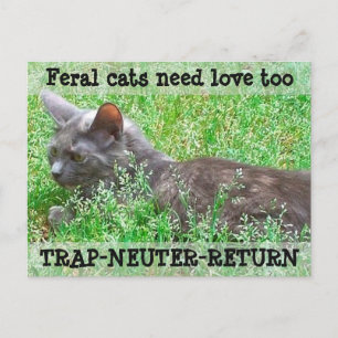 Carte Postale Les chats sauvages ont besoin d'amour - TNR