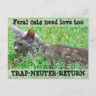 Carte Postale Les chats sauvages ont besoin d'amour - TNR
