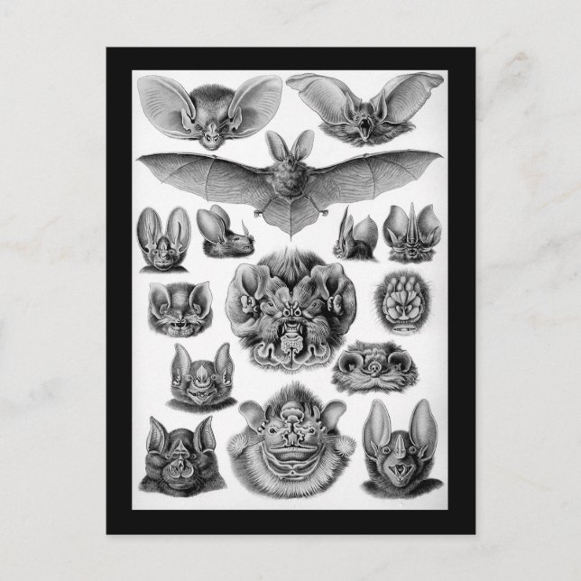 Carte Postale Les chauves-souris ! (Devant)