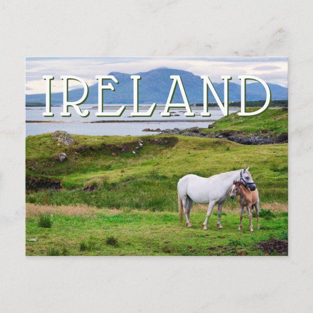 Carte Postale Les Chevaux du Connemara | Galway, Irlande (Devant)