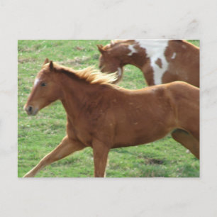 Carte Postale Les chevaux galopants