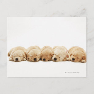 Carte Postale Les chiots de l'golden retriever