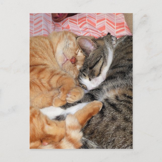 Carte Postale Les copains (Devant)